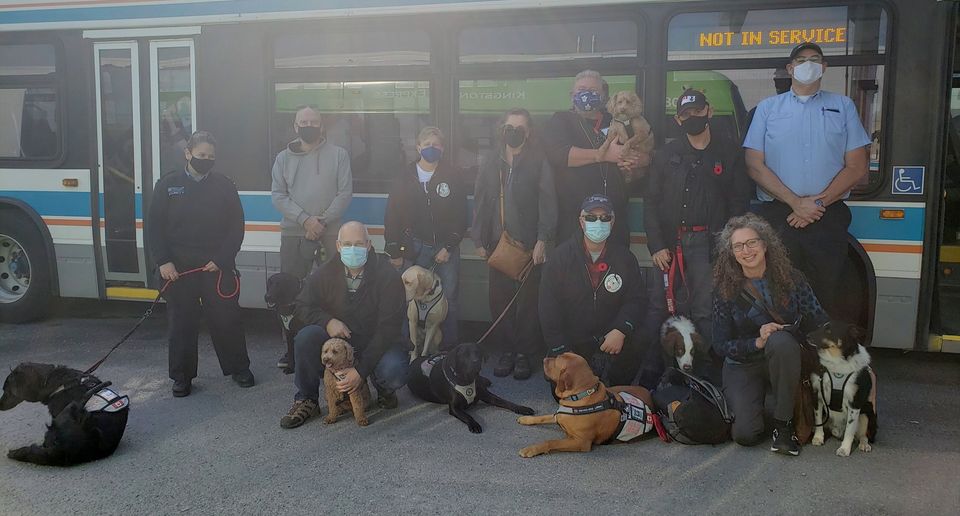Kingston-Transit-dogs.jpg