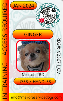 Ginger.png